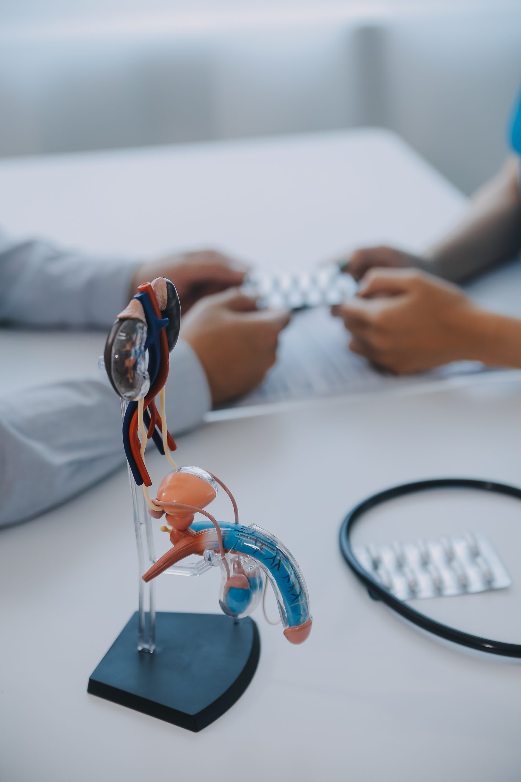 Doctor uses anatomical model to explain male urinary system. Mod urologia carabanchel